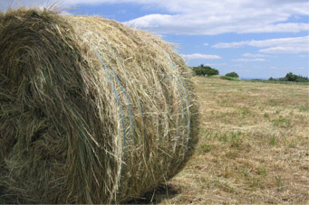 Feed and straw